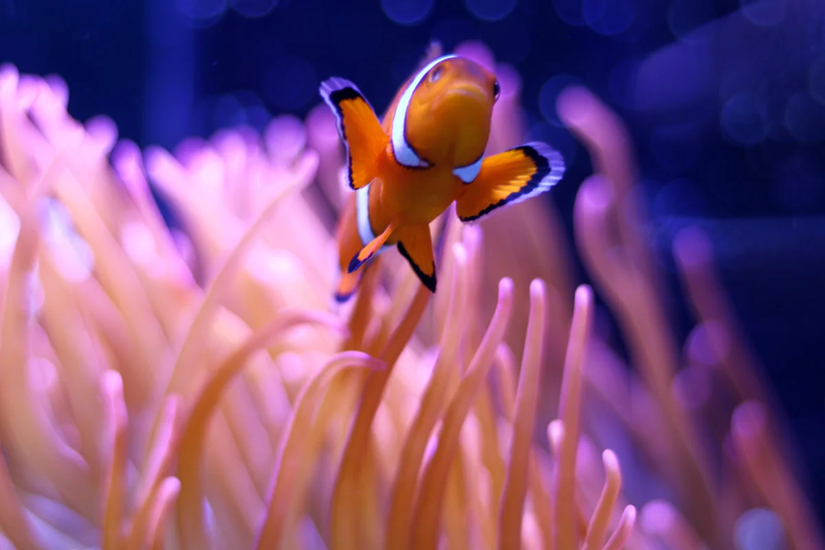 An orange, white and black clown fish swims among some neon sea anemones.