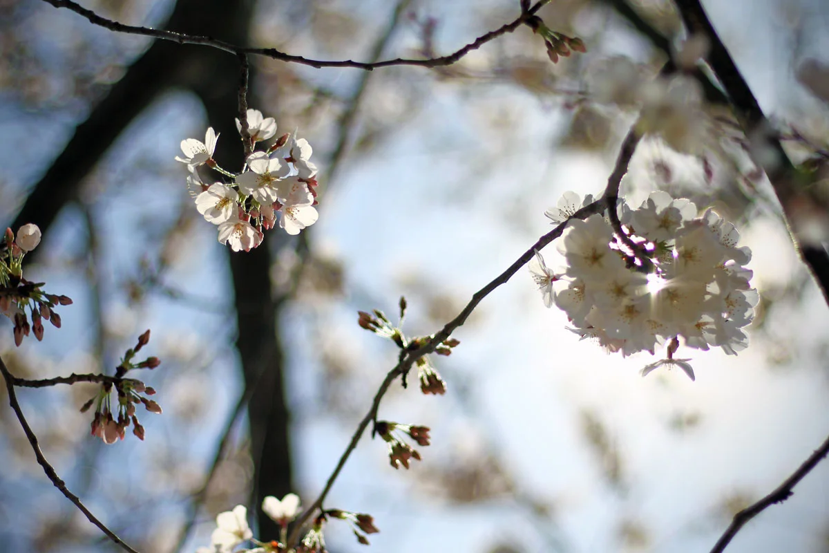 Blossoms of the Yoshino Cherry Trees are seen at the Tidal Basin in Washington DC during the National Cherry Blossom Festival.