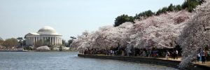 A panoramic photo of the Yoshino Cherry Trees blooming over the Tidal Basin in Washington DC during the National Cherry Blossom Festival with the Jefferson Memorial in the background