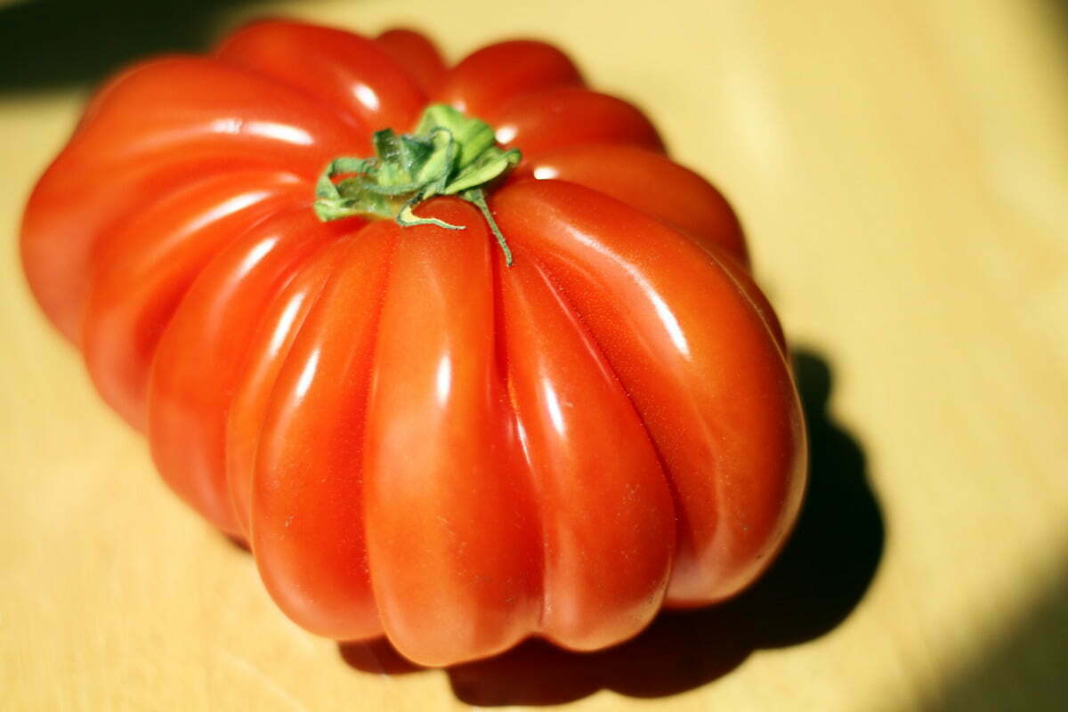 An unusually shaped red heirloom tomato with fluted shoulders.
