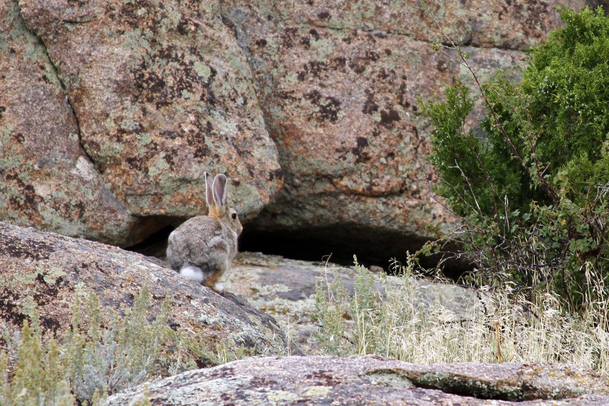 A white-tailed jackrabbit, also known as the prairie hare, is seen near some rocks at Split Rock, Wyoming.