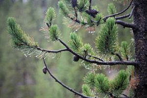 The branch of a pine tree with cones and green needles is seen in the rain at Grand Teton National Park in Wyoming.