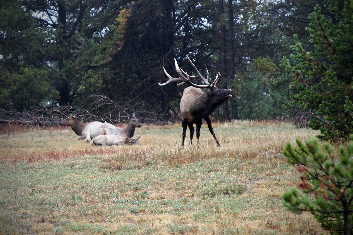 A bull elk bugling near three other elk at Yellowstone National Park in Wyoming.