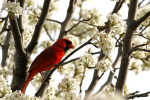 A red cardinal eats a bee after catching it among white tree blossoms.