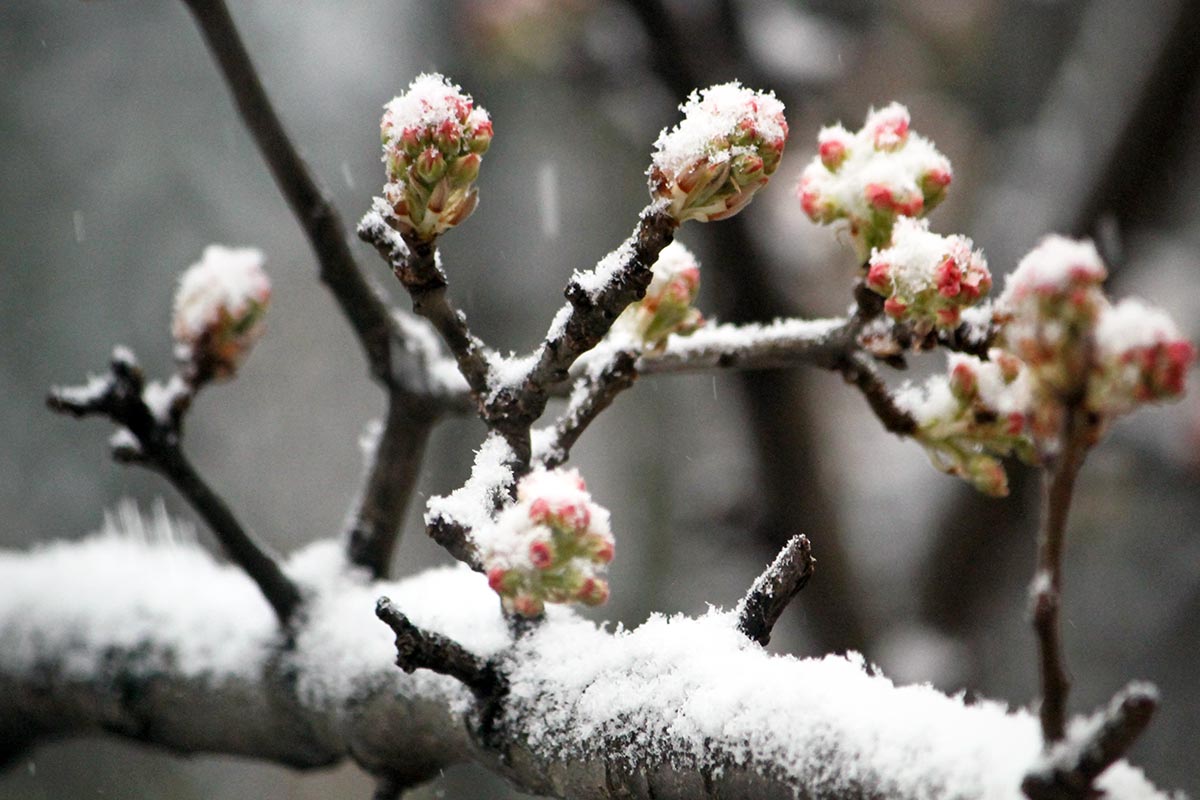 Tree buds appearing for spring are surprised by a March winter storm that blankets them in snow in Washington DC.