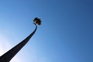 A photograph from the base of a palm tree looking up into the blue sky. Image taken in Santa Cruz, California.