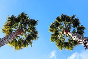 A view looking up two palm trees at the blue sky in Santa Cruz, California.