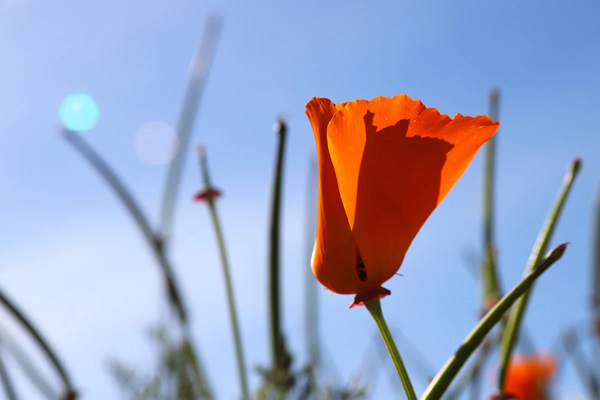 A side view of the petals of an orange flower with the sun shining and a blue sky.