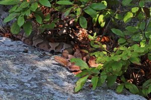 A copperhead snake seen among rocks and leaves along the Appalachian Trail in Maryland.