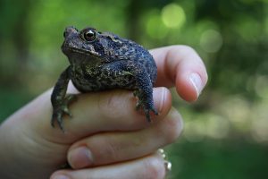 A toad being held in a hand.