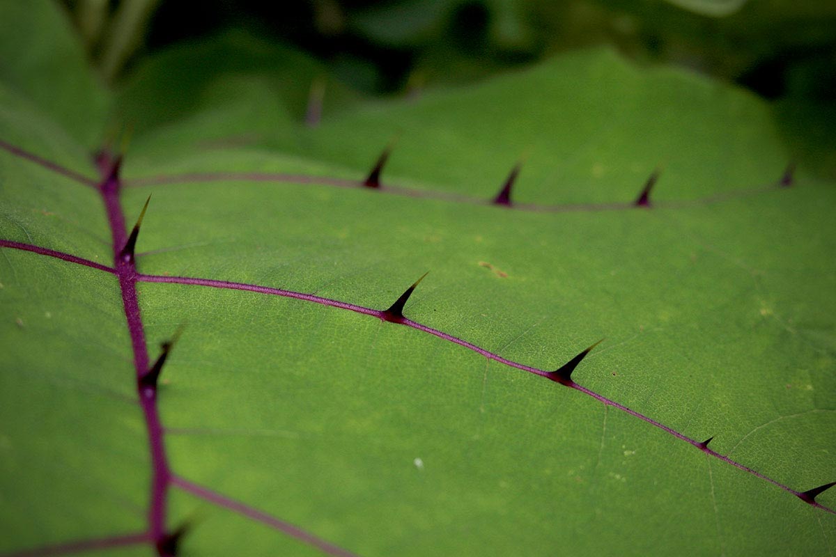 A green leaf with purple veins and sharp thorns.
