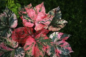 An Albe Red planet is seen with bright red, pink, green and white leaves. It is also known as a gossypium herbaceum or as a Pink Cotton planet.