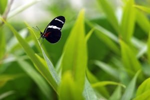 A black butterfly with a white band and red markings is seen among green plants at a butterfly pavilion in North Carolina.