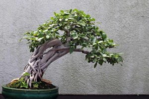 A Natal Fig Bonsai tree in training since 1976 seen at the National Arboretum in Washington DC. The scientific name of the plant is Ficus natalensis.