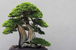 A Sargent Juniper Bonsai tree seen at the National Aboritum in Washington DC. The scientific name is Juniperus chinensis var. sargentii.