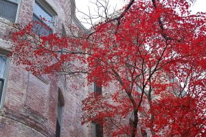 The bright red leaves of a Japanese Maple, also known as an acer palmatum, are seen on a fall day near a brick building.