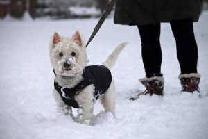 A happy West Highland White Terrier named Billie enjoys the snow in Kalorama Park in Washington DC.
