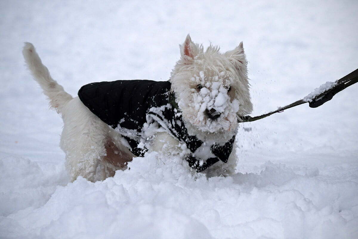 A West Highland White Terrier named Billie with his face covered in snow.