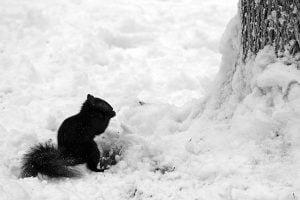 A black squirrel retrieves a snack in the snow near Kalorama Park in Washington DC.