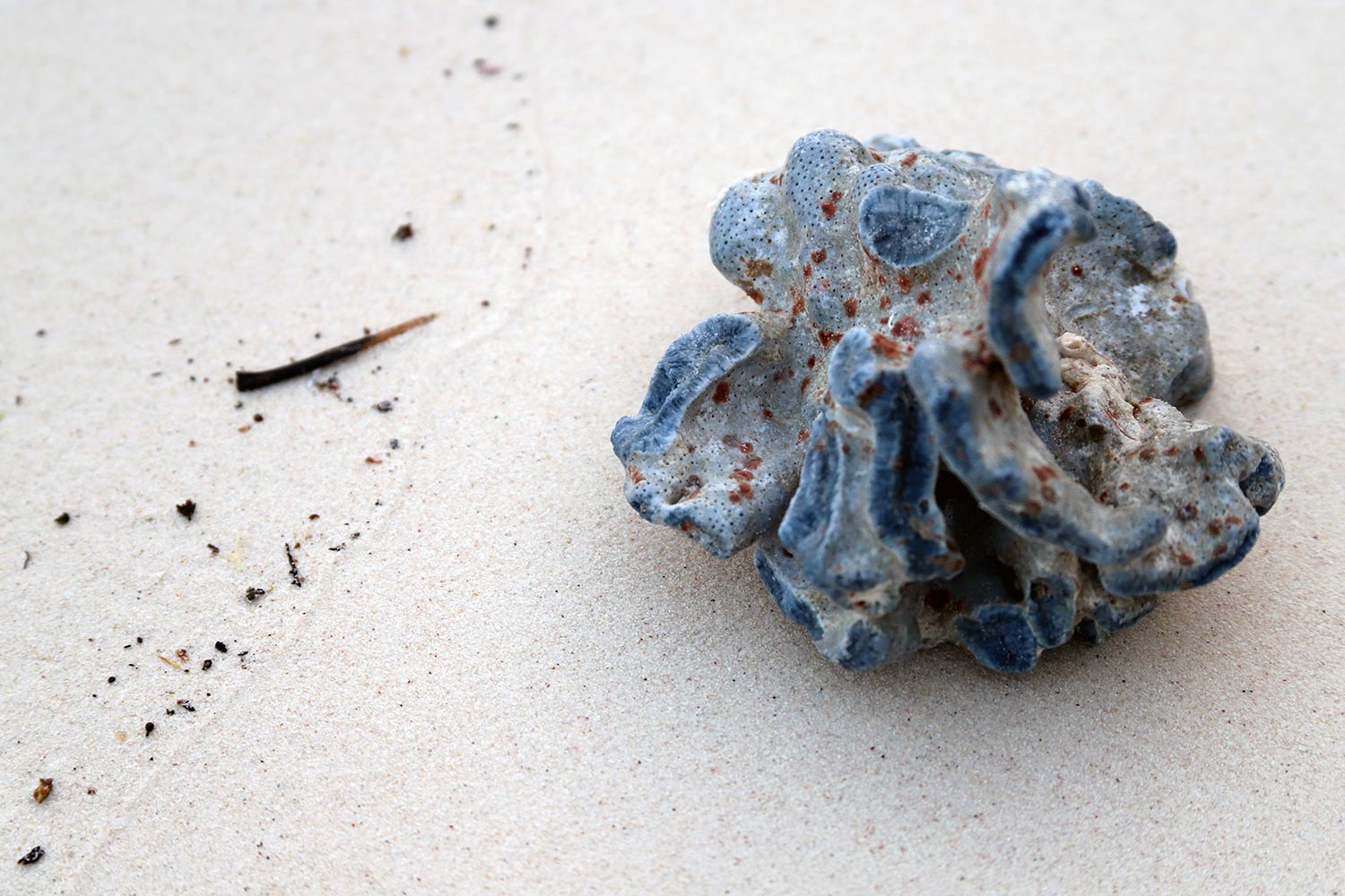 A colorful, blue, red and white hard coral washed up on a sandy beach in Thailand.